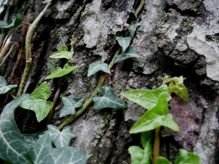 darkened-ivy
